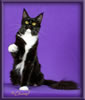 Black and White Female Maine Coon