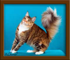 Brown Patch Maine Coon Queen