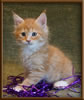Red Male Maine Coon Kitten