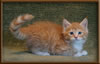Red Male Maine Coon Kitten