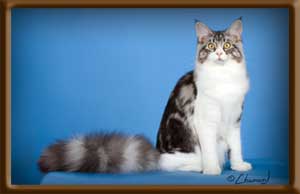 Silver Young Maine Coon Queen