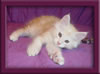 Male Cameo Maine Coon Kitten