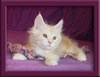 Male Cameo Maine Coon Kitten