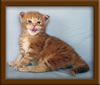 Picture Maine Coon Kitten
