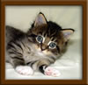 Picture Maine Coon Kitten