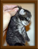1 Week Old Maine Coon Kittens