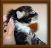 1 Week Old Maine Coon Kittens