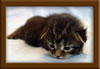 2 Week Old Maine Coon Kitten