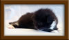 2 Week Old Maine Coon Kitten