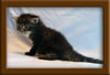 3 week old Maine Coon Kitten