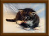 3 week old Maine Coon Kitten