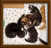 4 Week Old Maine Coon Kittens
