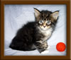 4 Week Old Maine Coon Kittens