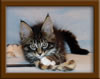 9 Week Old Maine Coon Kitten