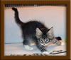 9 Weed Old Maine Coon Kitten