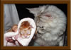 New Born Maine Coon Kitten