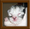 New Born Maine Coon Kitten