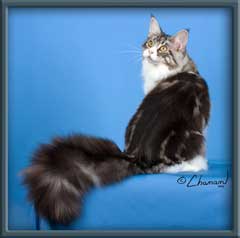 Silver Grand Chanmp Maine Coon