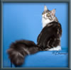 Silver With White Classic Tabby Maine Coon Queen