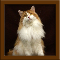 Red Maine Coon Stud