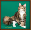 GC Brown Patch with White Future Maine Coon Queen