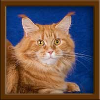 LapCats Red Classic Tabby Maine Coon
