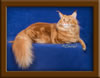 Red Maine Coon Qjueen