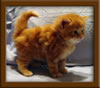Red Maine Coon Qjueen