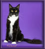 Black and White Female Maine Coon
