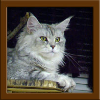 Lizzy a Queen Maine Coon Cat
