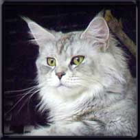 Silver Patch Maine Coon Queen