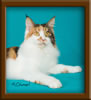 Calico Maine Coon Queen