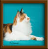 Calico Maine Coon Queen