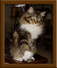 Picture Maine Coon Stud