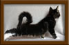 Picture Maine Coon Stud