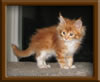 Red Maine Coon Stud