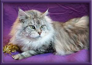 Silver Maine Coon Male Stud