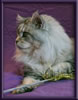 Silver Maine Coon Stud