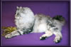 Silver Maine Coon Stud