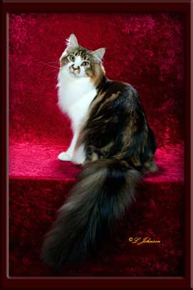 Maine Coon Stud Marty