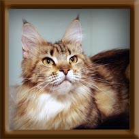 Brown Tabby Maine Coon Queen
