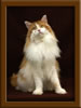 Red/White Maine Coon Stud