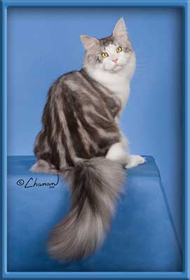 Silver with White Maine Coon Stud