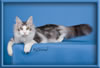 Maine Coon Stud Silver with White Classic Tabby