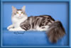 Maine Coon Stud Silver with White Classic Tabby