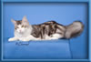 Maine Coon Stud Silver with White Classic TabbyMaine Coon Stud Silver with White Classic Tabby