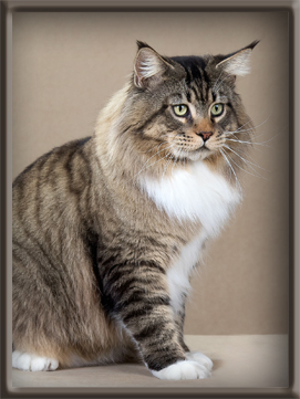 Brown Mackerel Tabby with White Maine Coon Stud
