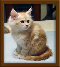 Maine Coon Kitten for sale