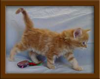 Red Tabby Maine Coon Kitten