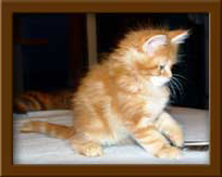 Maine Coon Kitten for sale